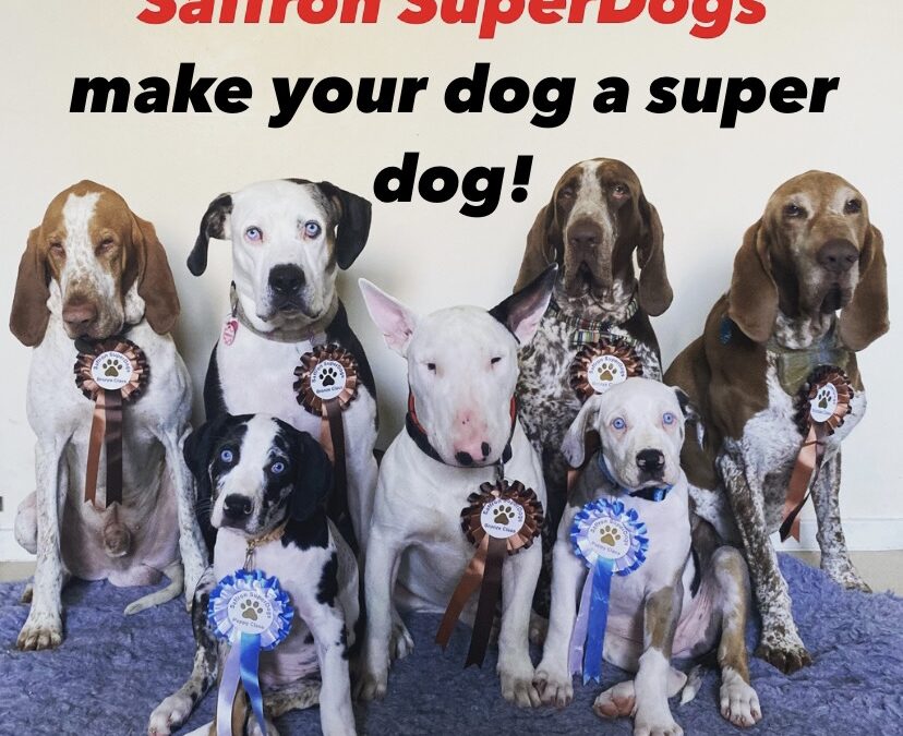 Make your dog a Superdog